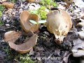 Helvella acetabulum-amf893